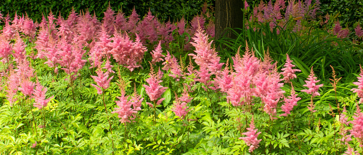 Astilbe