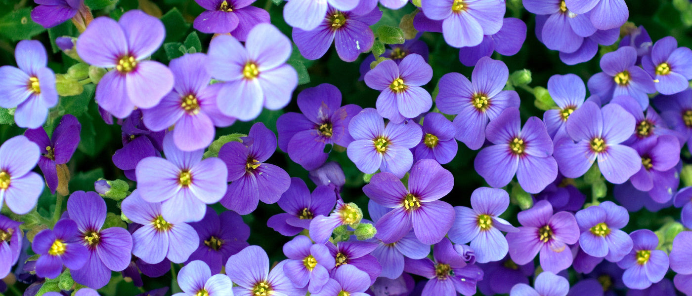 Aubriètes