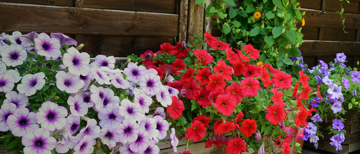 Balcon et terrasse