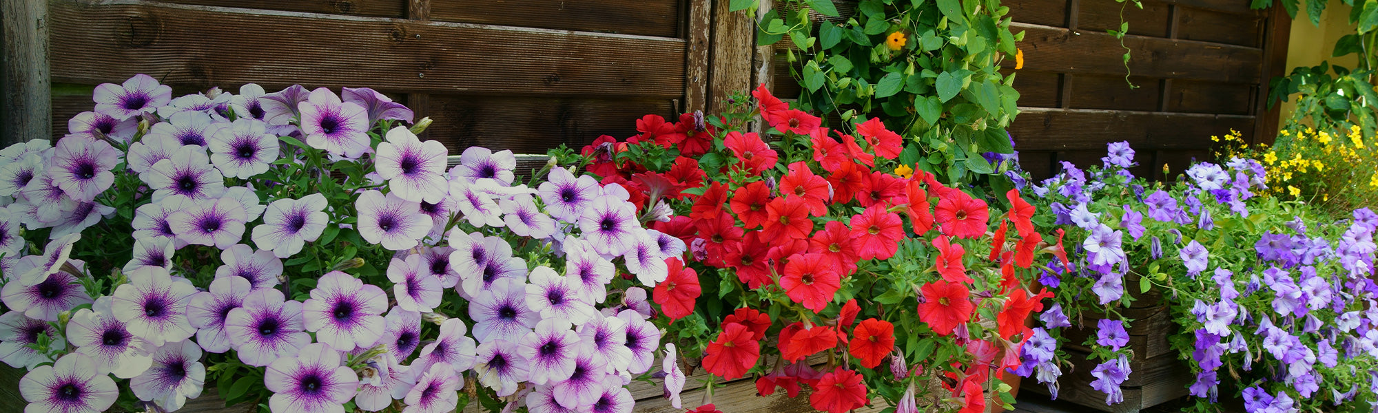 Balcon et terrasse