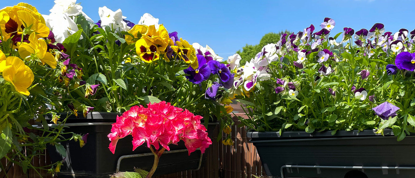 Plantes à feuillage coloré  pour balcon