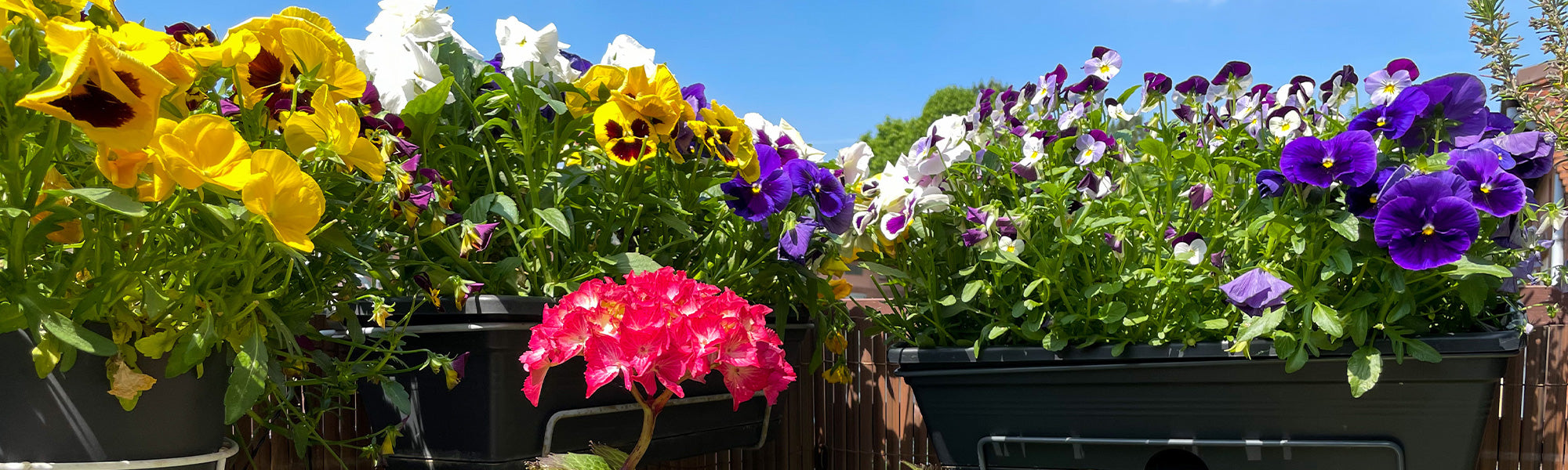 Plantes aux feuilles colorées pour balcon