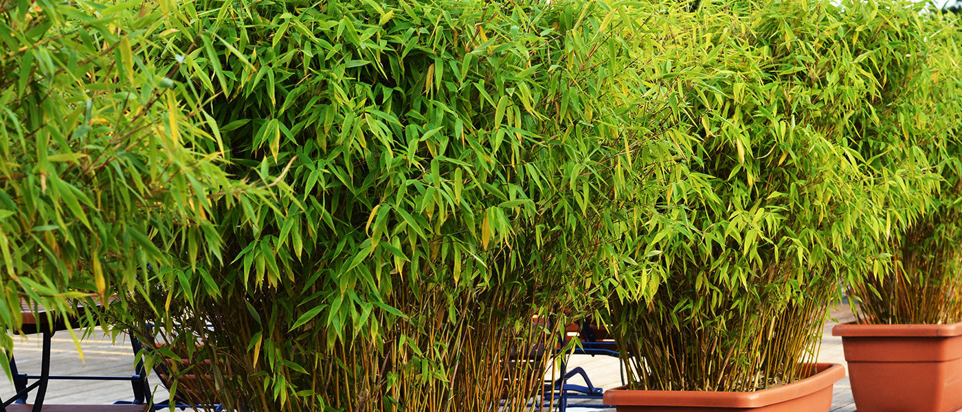 Plantes aux feuillages persistants pour balcon