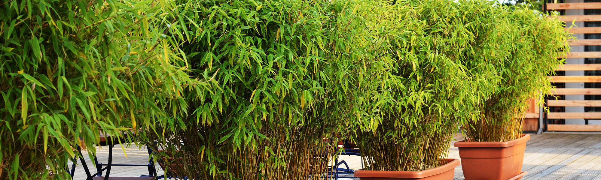 Plantes aux feuillages persistants pour balcon