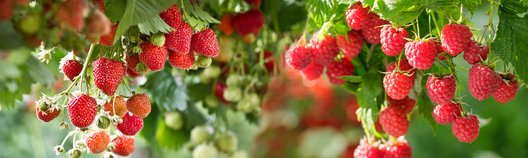 Jusqu'à -25% sur les fruits rouges !