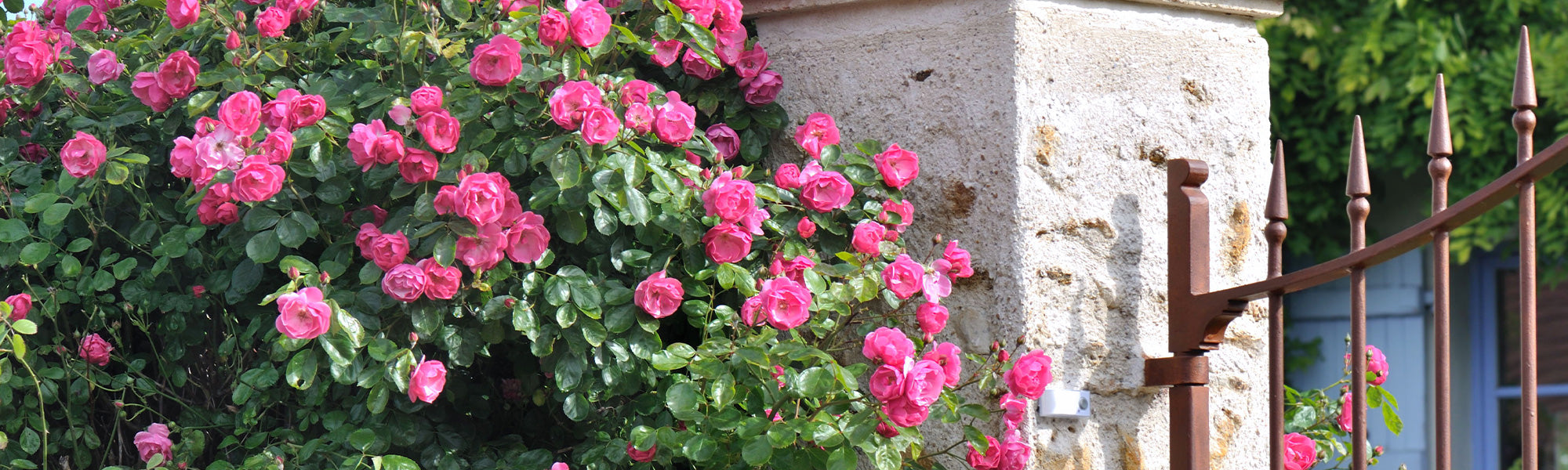 Un rosier pour chaque coin de votre jardin