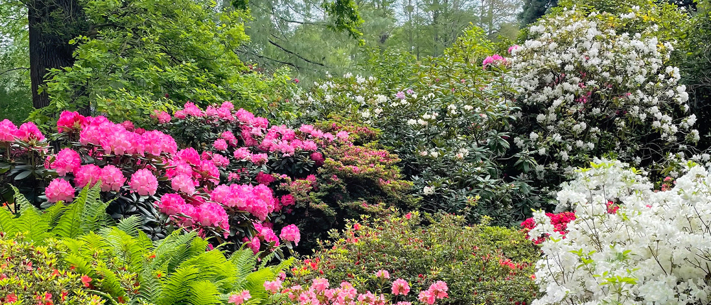 Bannière Arbuste à fleurs