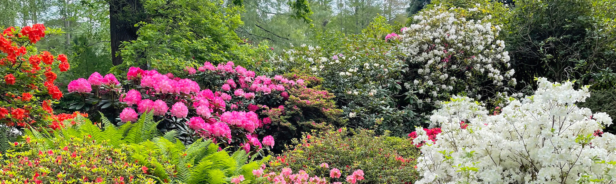 Bannière Arbuste à fleurs