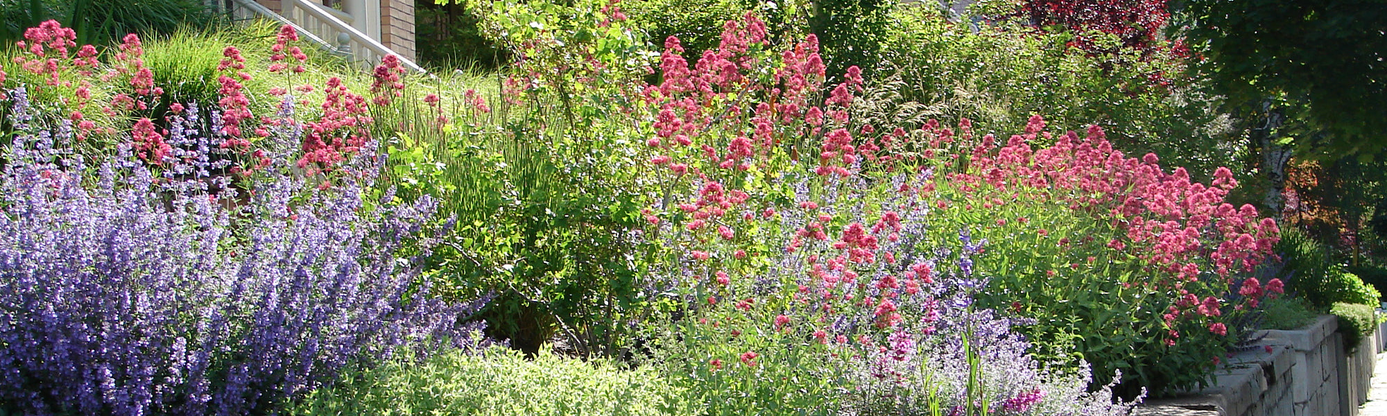 Jusqu'à 20€ offert sur les plantes vivaces !