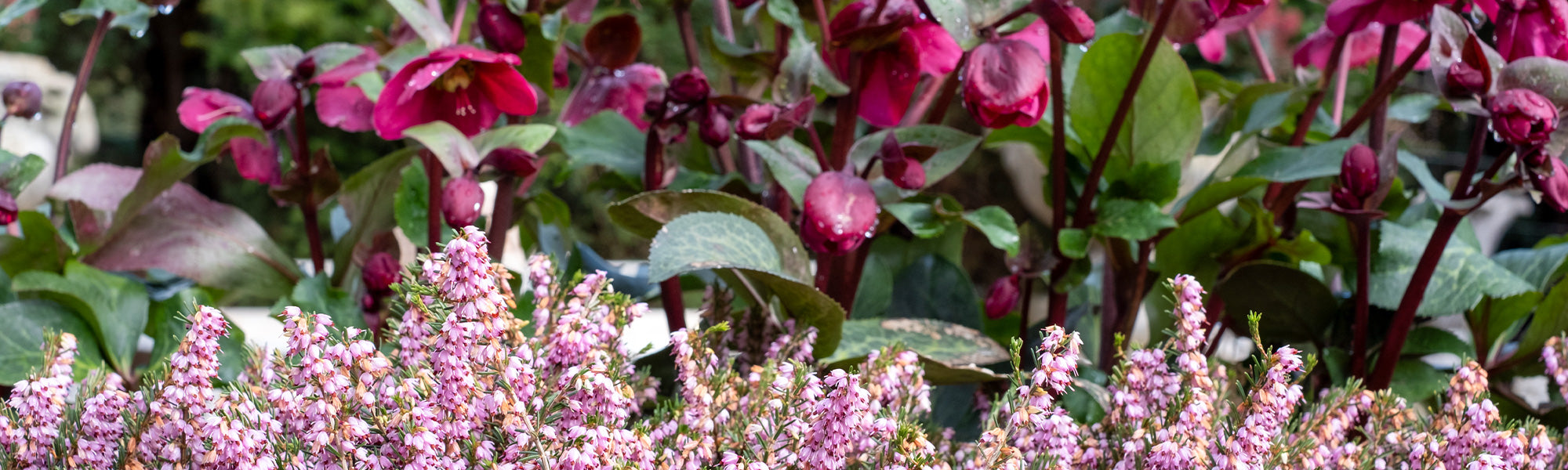 Plantes à floraison hivernale