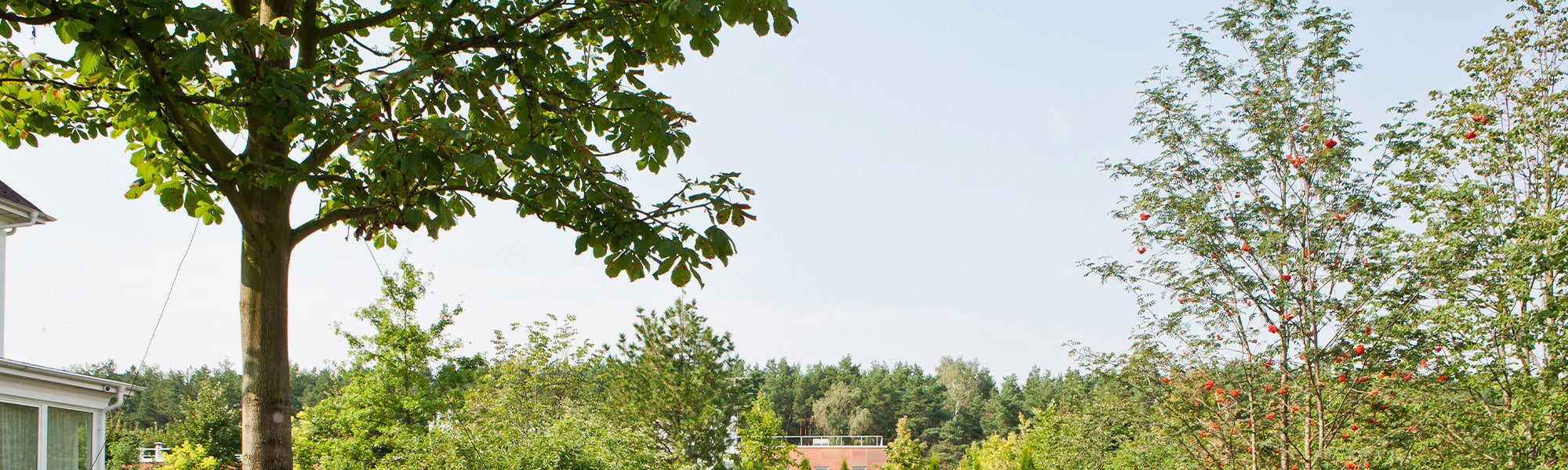 Jusqu'à -25% : un arbre pour chaque jardin 