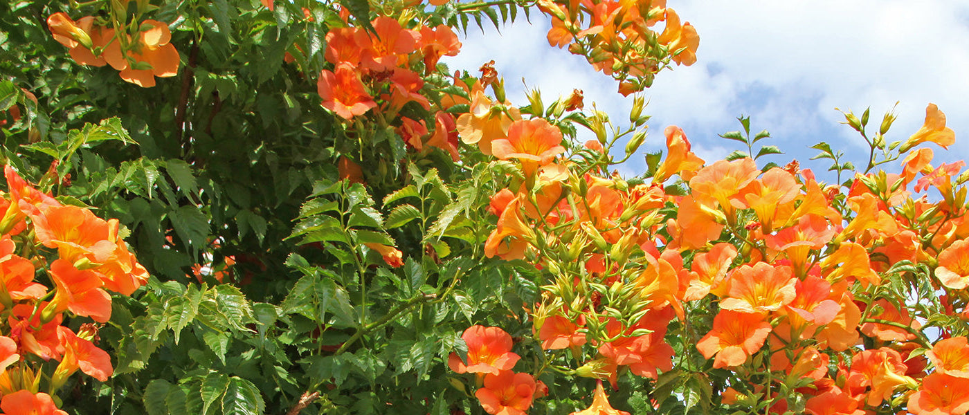 Plantes à floraison spectaculaire et originale