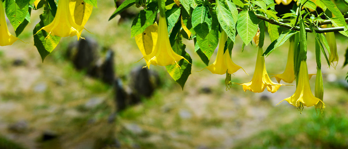 Balsamine à fleurs dorées - Impatiens auricoma