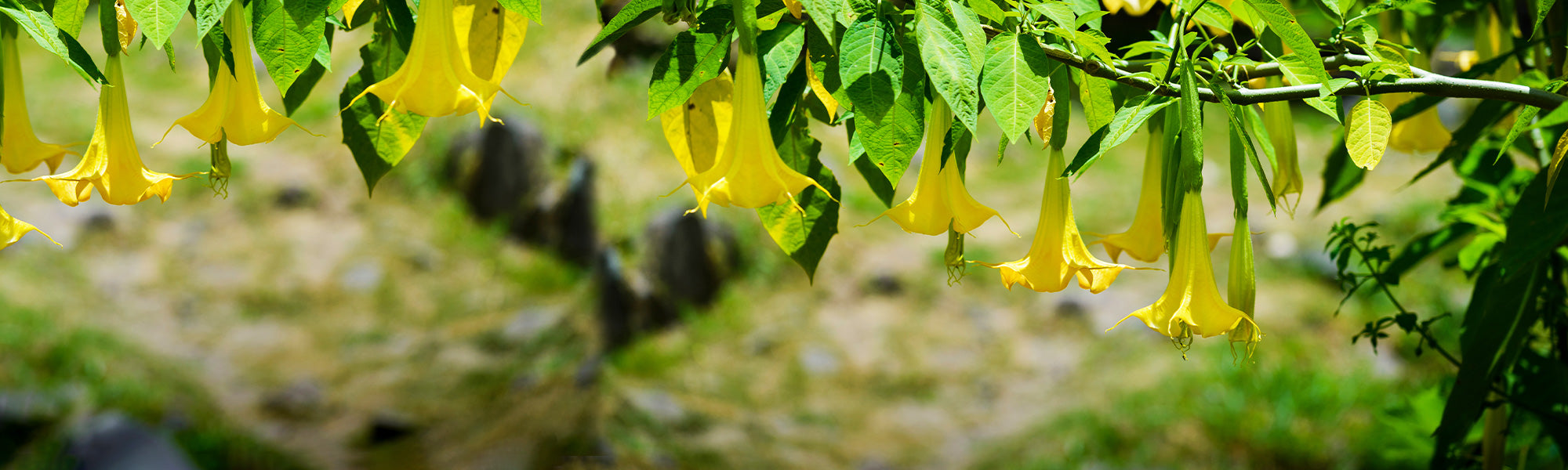 Balsamine à fleurs dorées - Impatiens auricoma