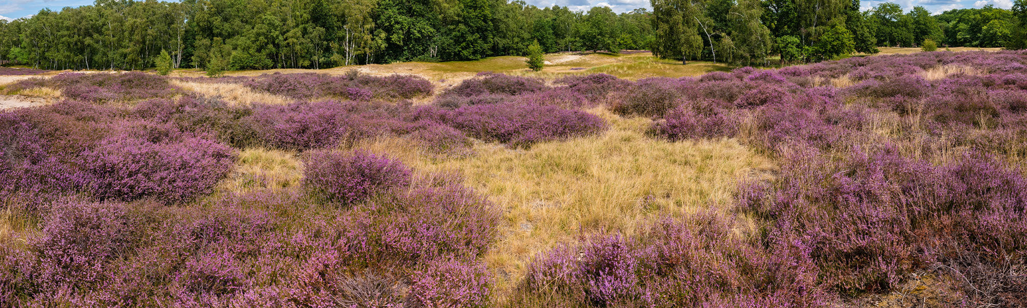 Bruyère d'été