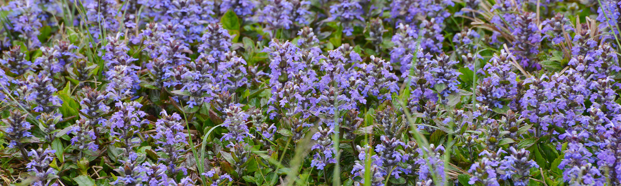 Bugle pyramidal - Ajuga pyramidalis