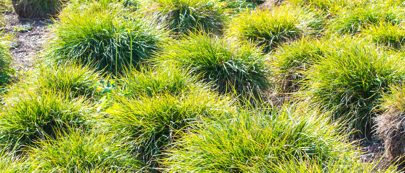 Laîche élevée - Carex elata