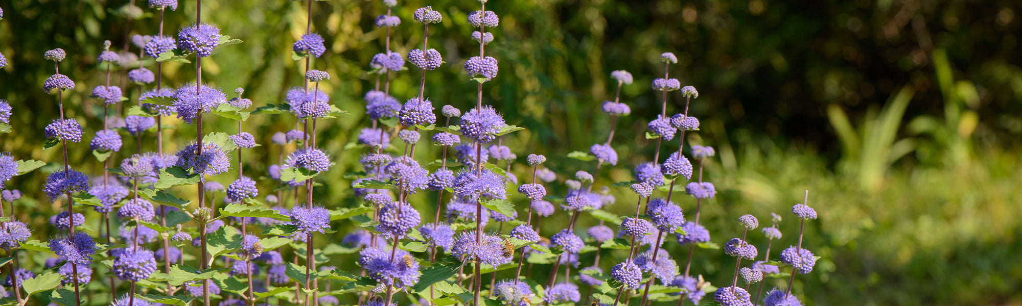 Caryopteris