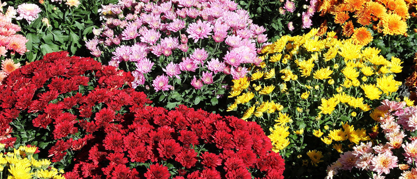 Marguerite des Canaries - Chrysanthemum frutescens