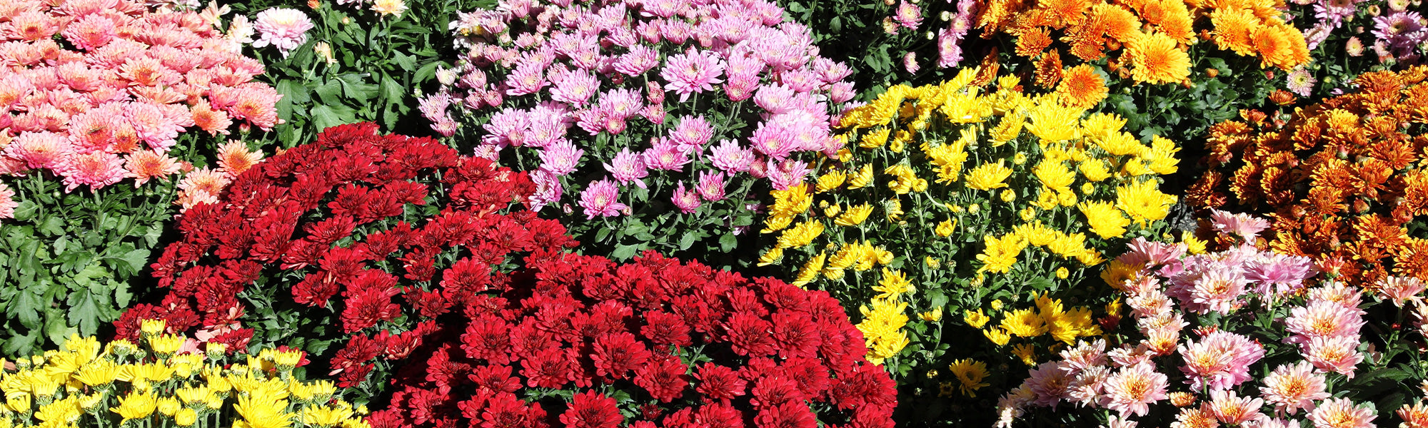 Marguerite des Canaries - Chrysanthemum frutescens