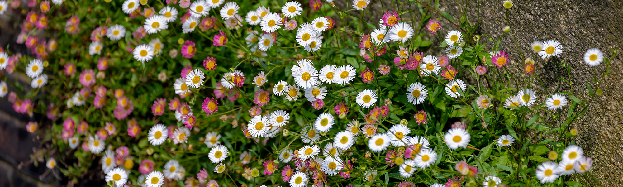 Erigeron