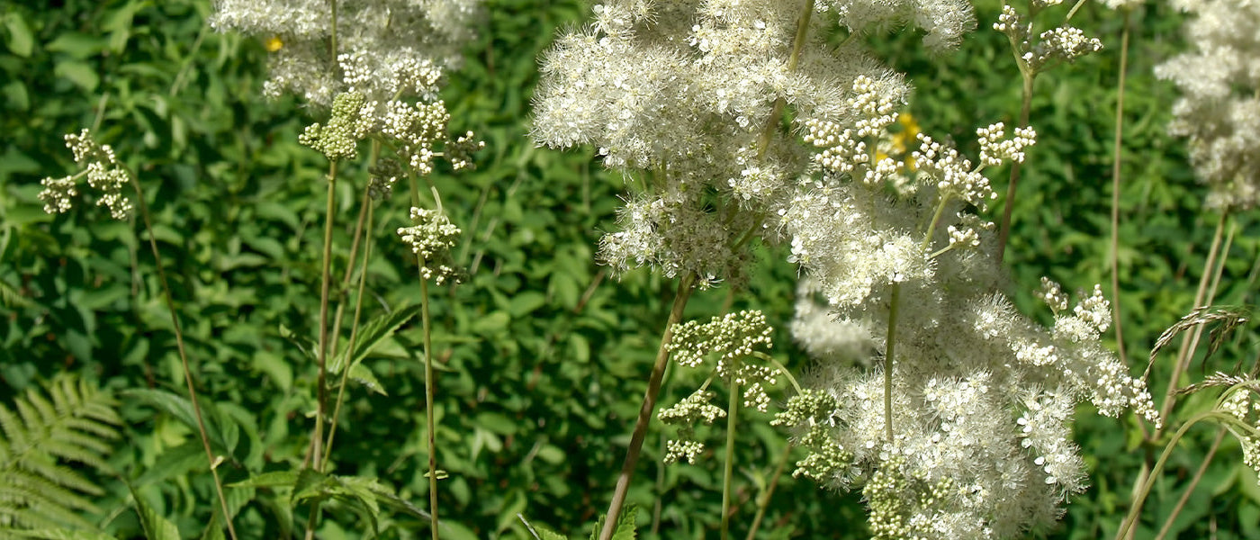 Reine-des-prés - Filipendula ulmaria