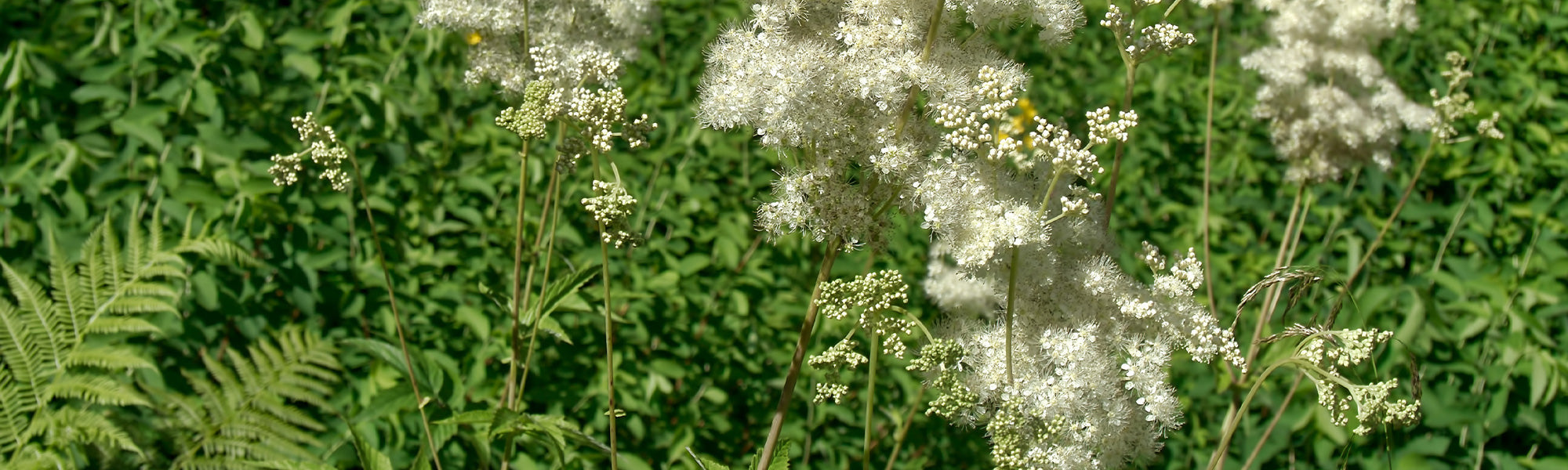 Reine-des-prés rouge - Filipendula rubra