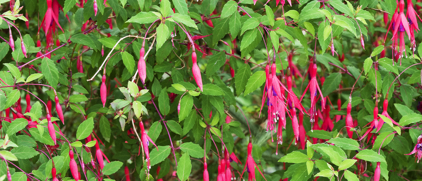 Plantes aux floraisons prolongées