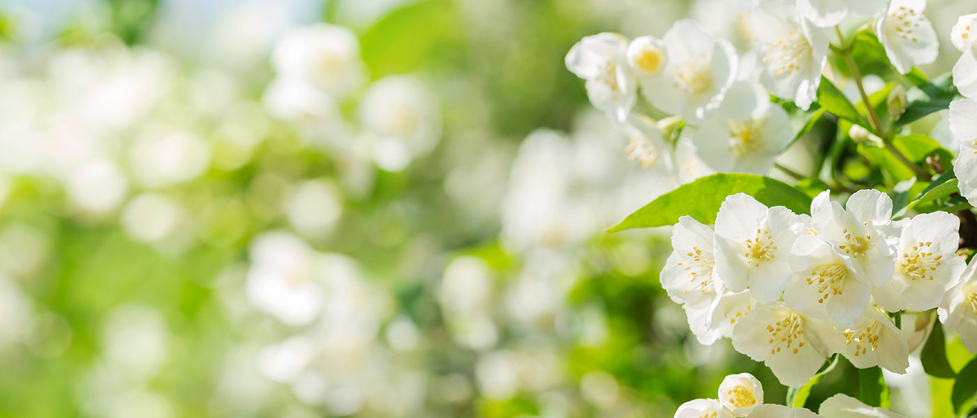 Plantes à dominante blanche