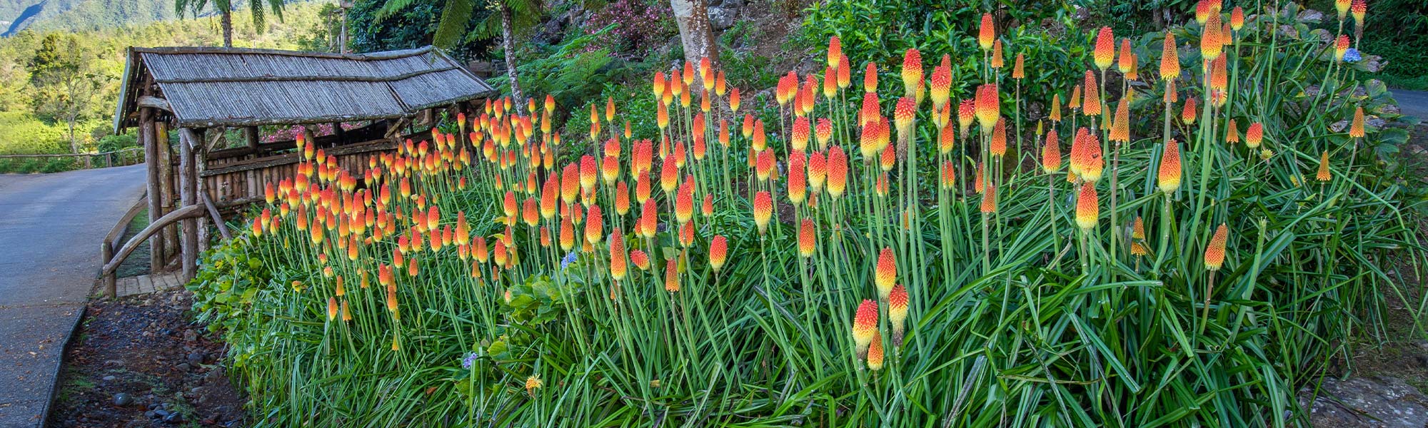 Kniphofia