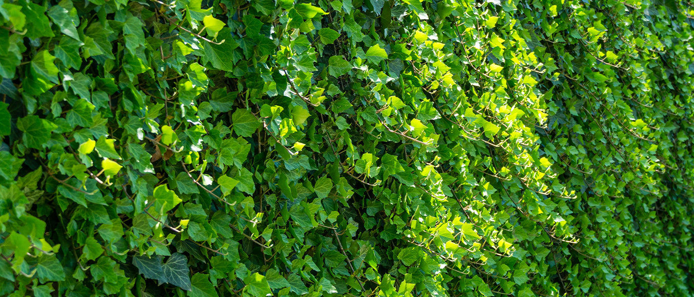 Plantes à croissance rapide