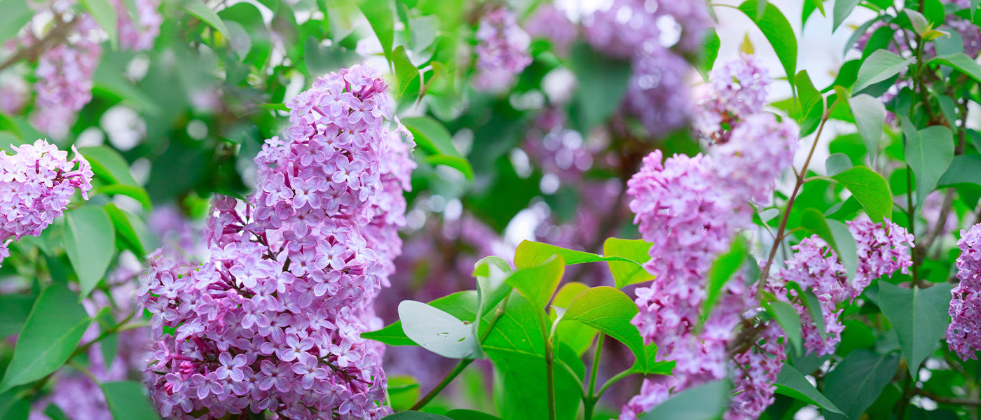 Lilas