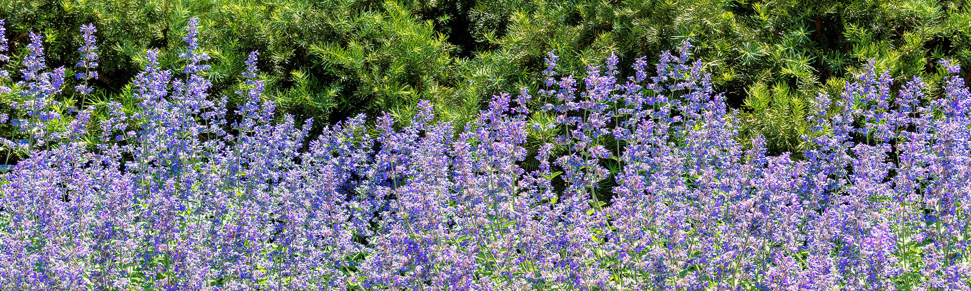 Nepeta