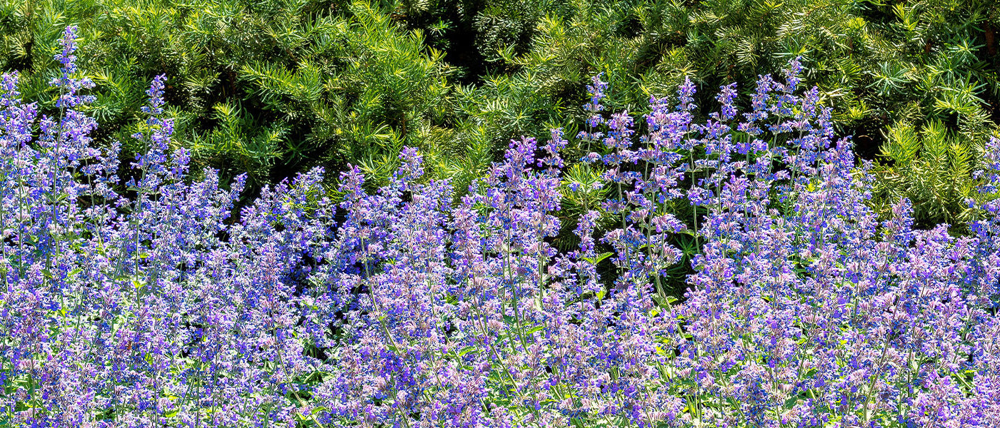 Nepeta