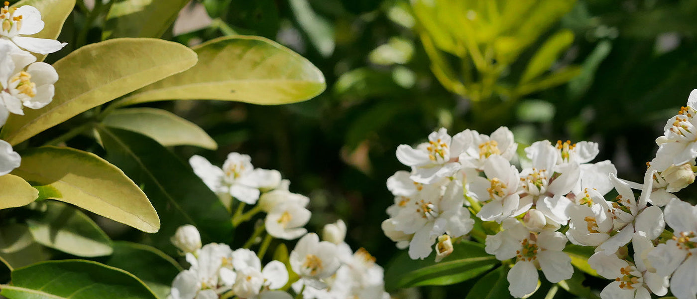 Plantes à feuillages persistants et colorés