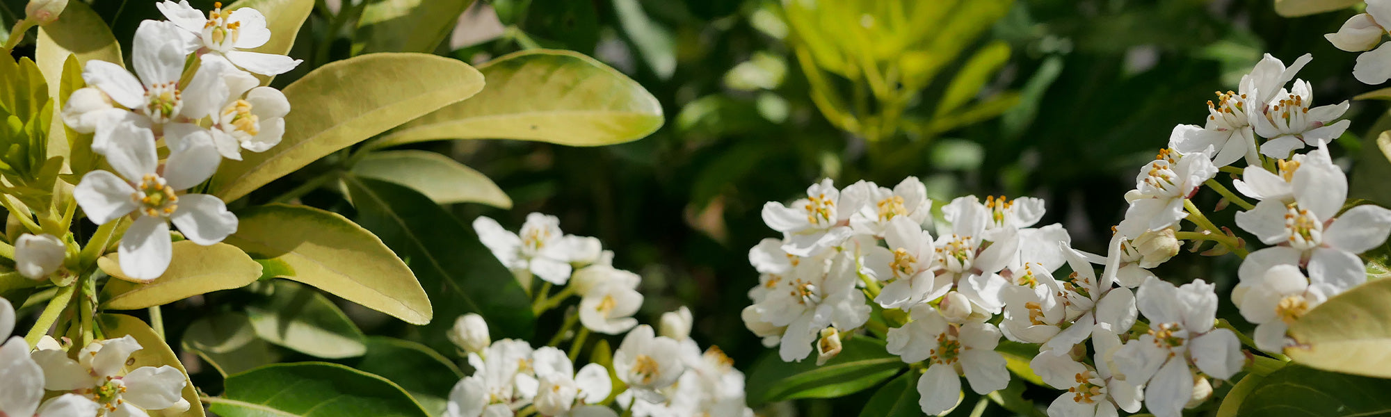 Plantes à feuillages persistants et colorés