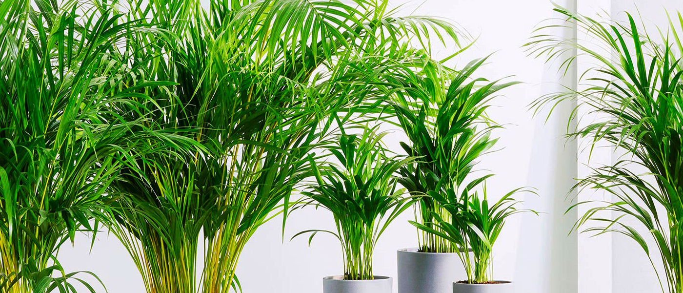 Areca plante