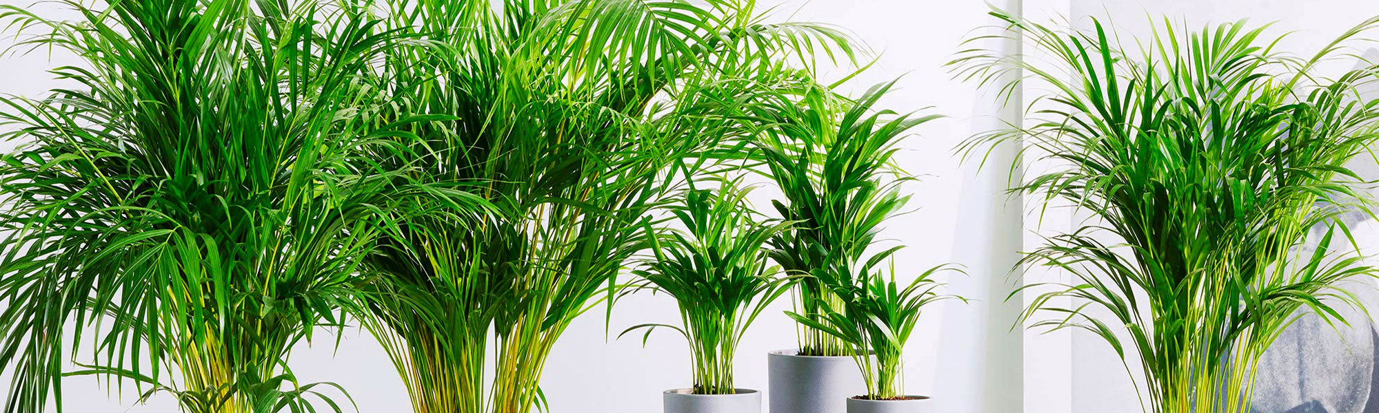 Areca plante