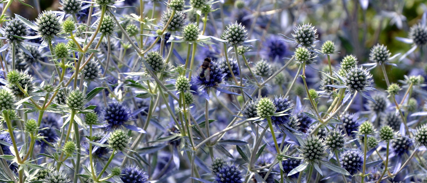 Panicaut champêtre - Eryngium campestre