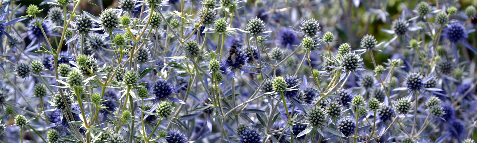 Panicaut à feuilles planes - Eryngium planum