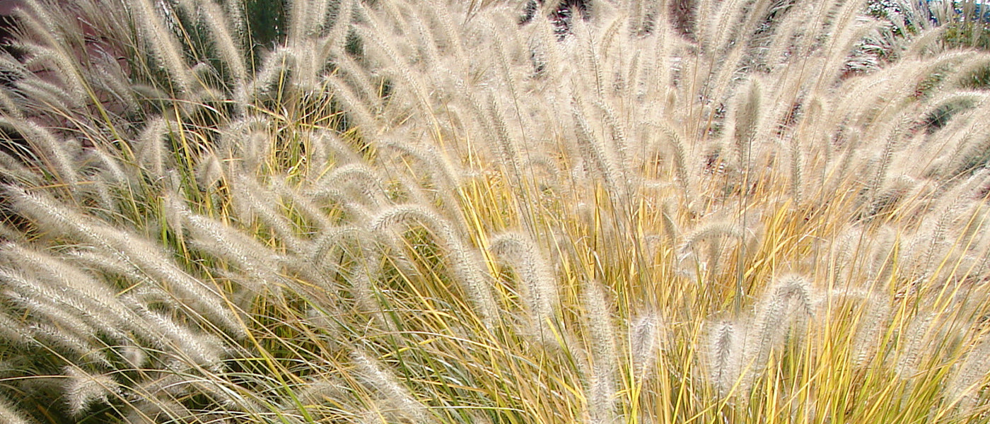 Pennisetum