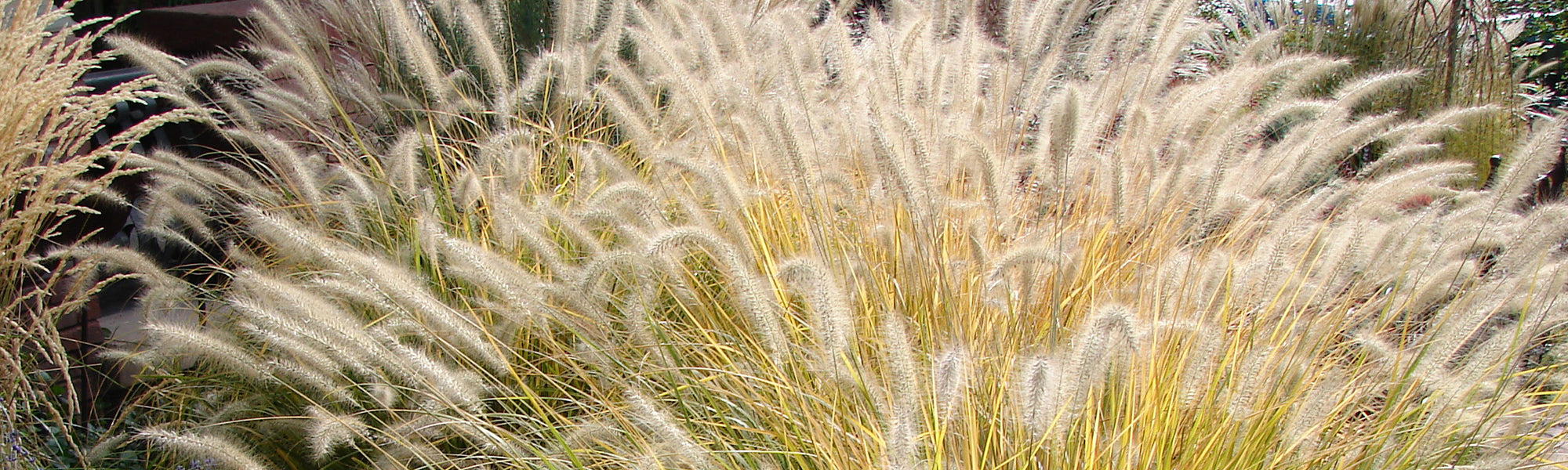 Pennisetum