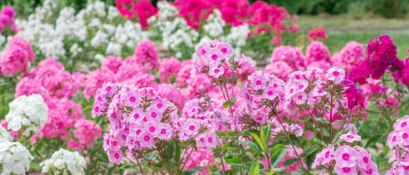 Phlox