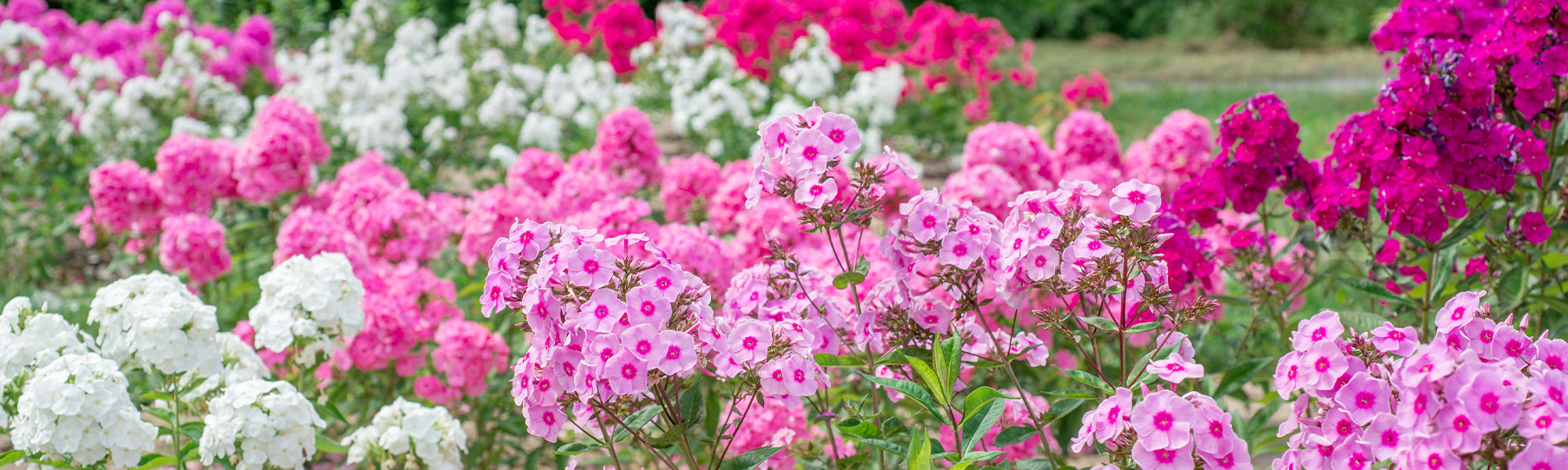 Phlox