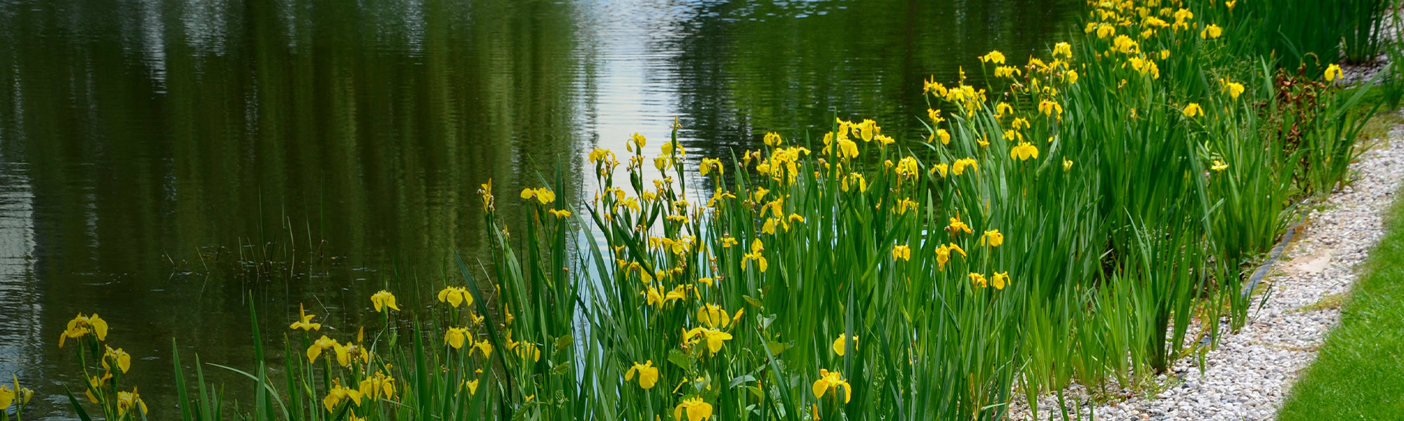 Plantes de berges