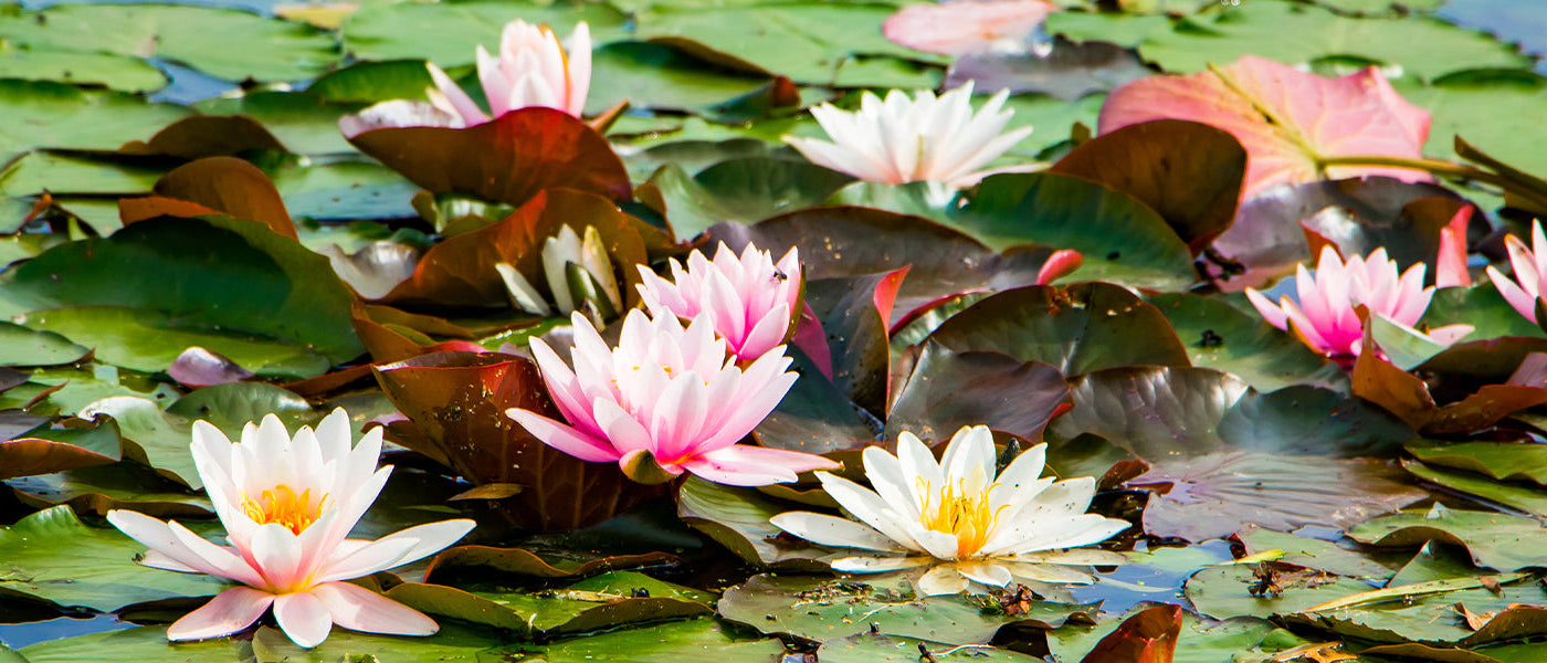 Nouveautés plantes aquatiques