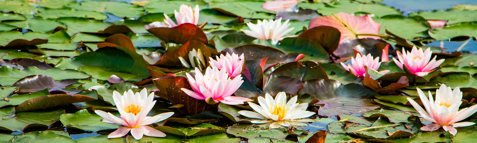 Trèfle d'eau - Menyanthes