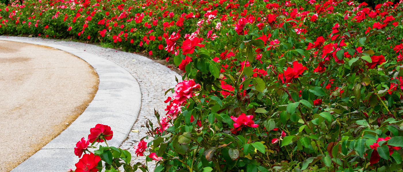 Rosiers buissons rouges