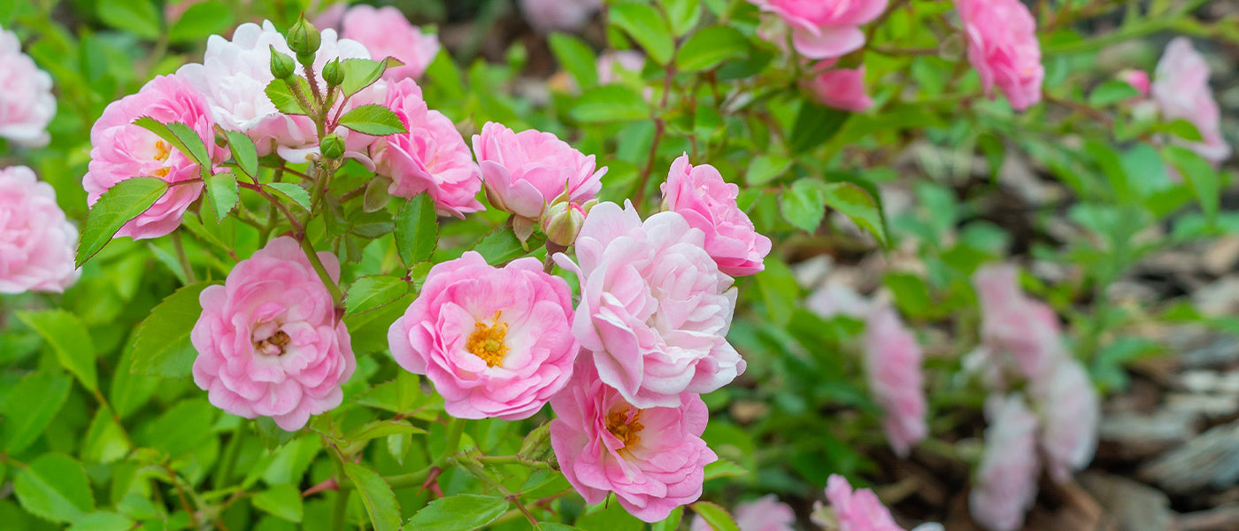 Rosiers à fleurs groupées polyantha