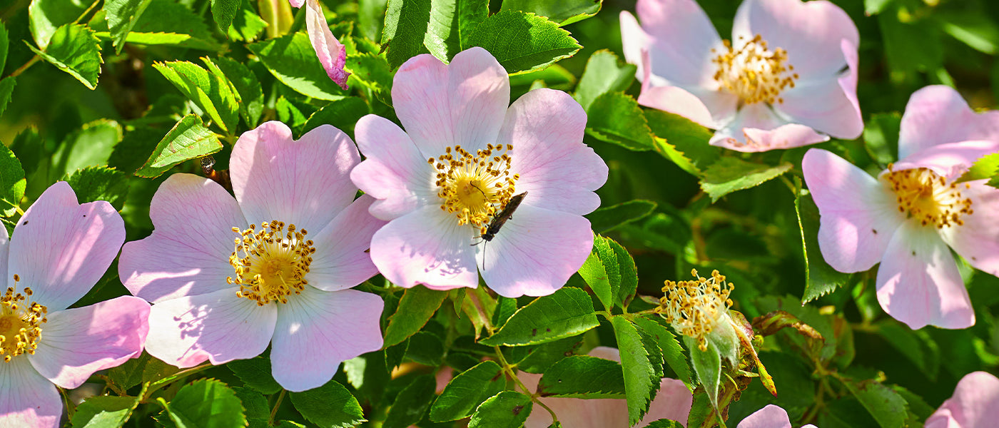 Rosiers botaniques